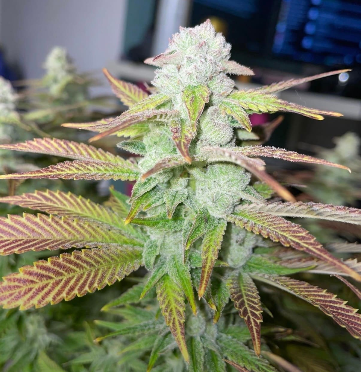 Dantes Inferno #8 Erfahrungsbericht