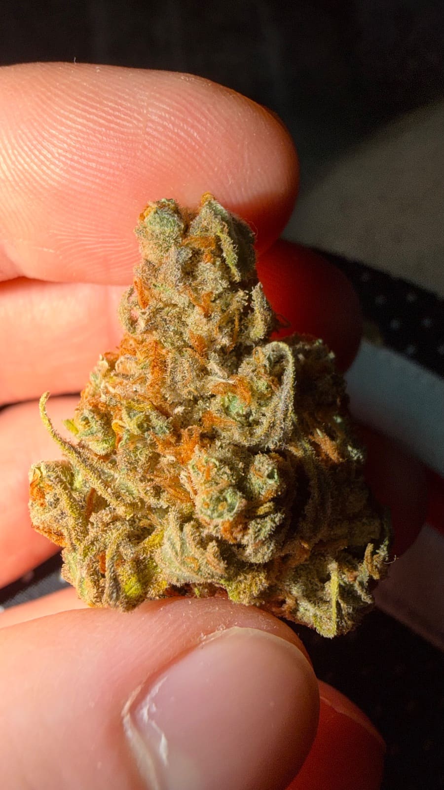 Apple Jax Erfahrungsbericht