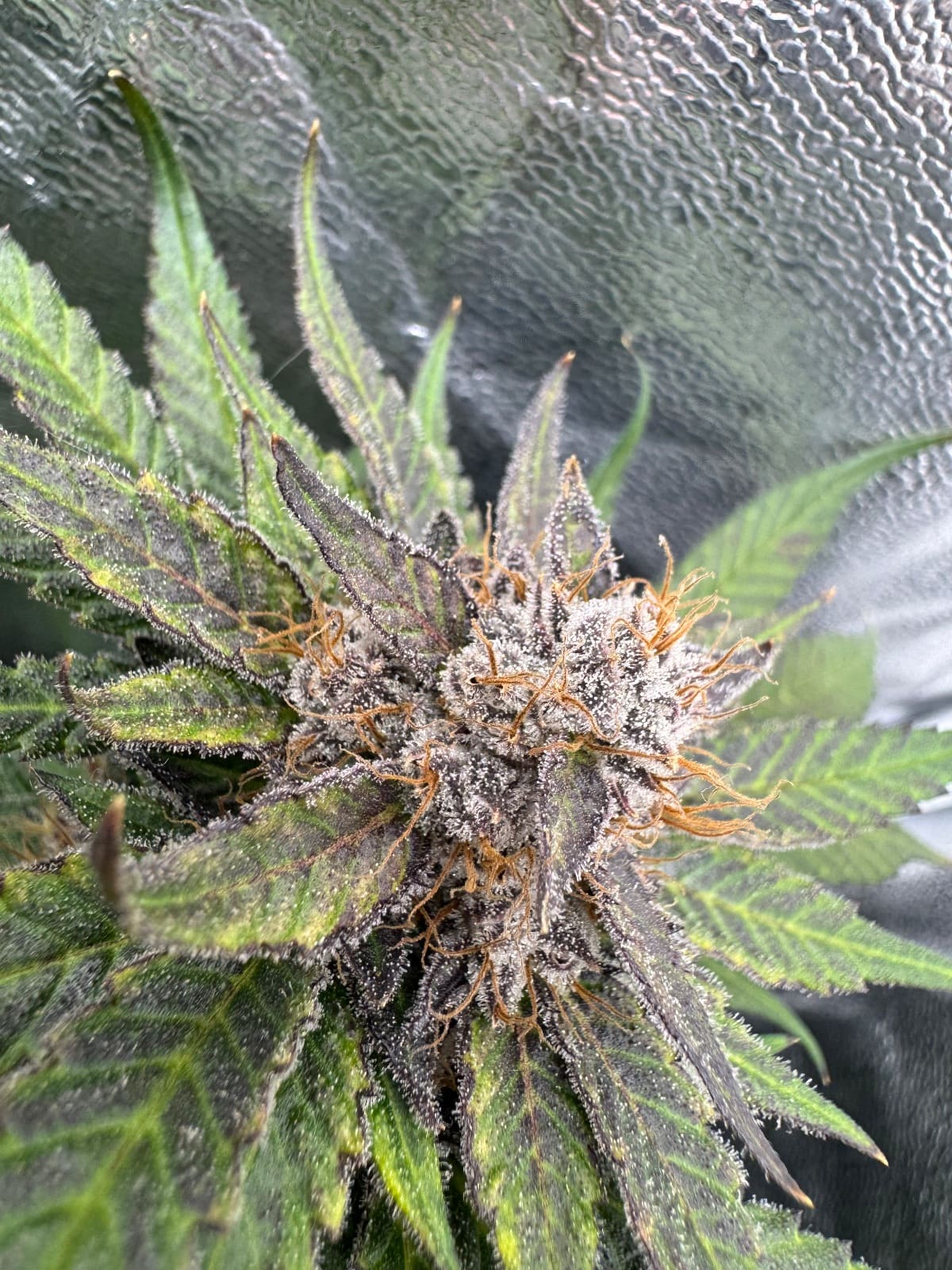 Blockberry Erfahrungsbericht