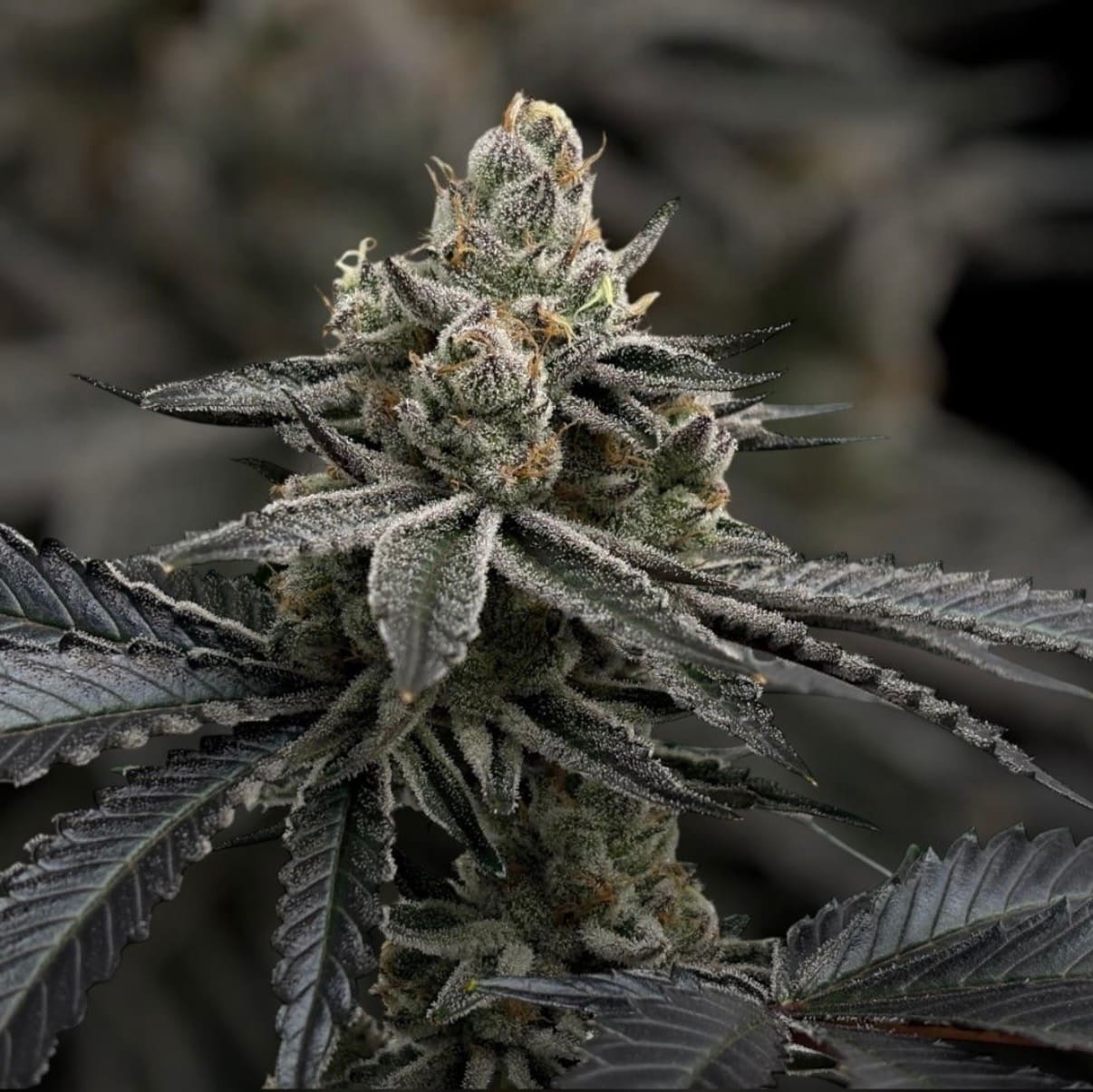 Super Boof Cherry #26 Erfahrungsbericht