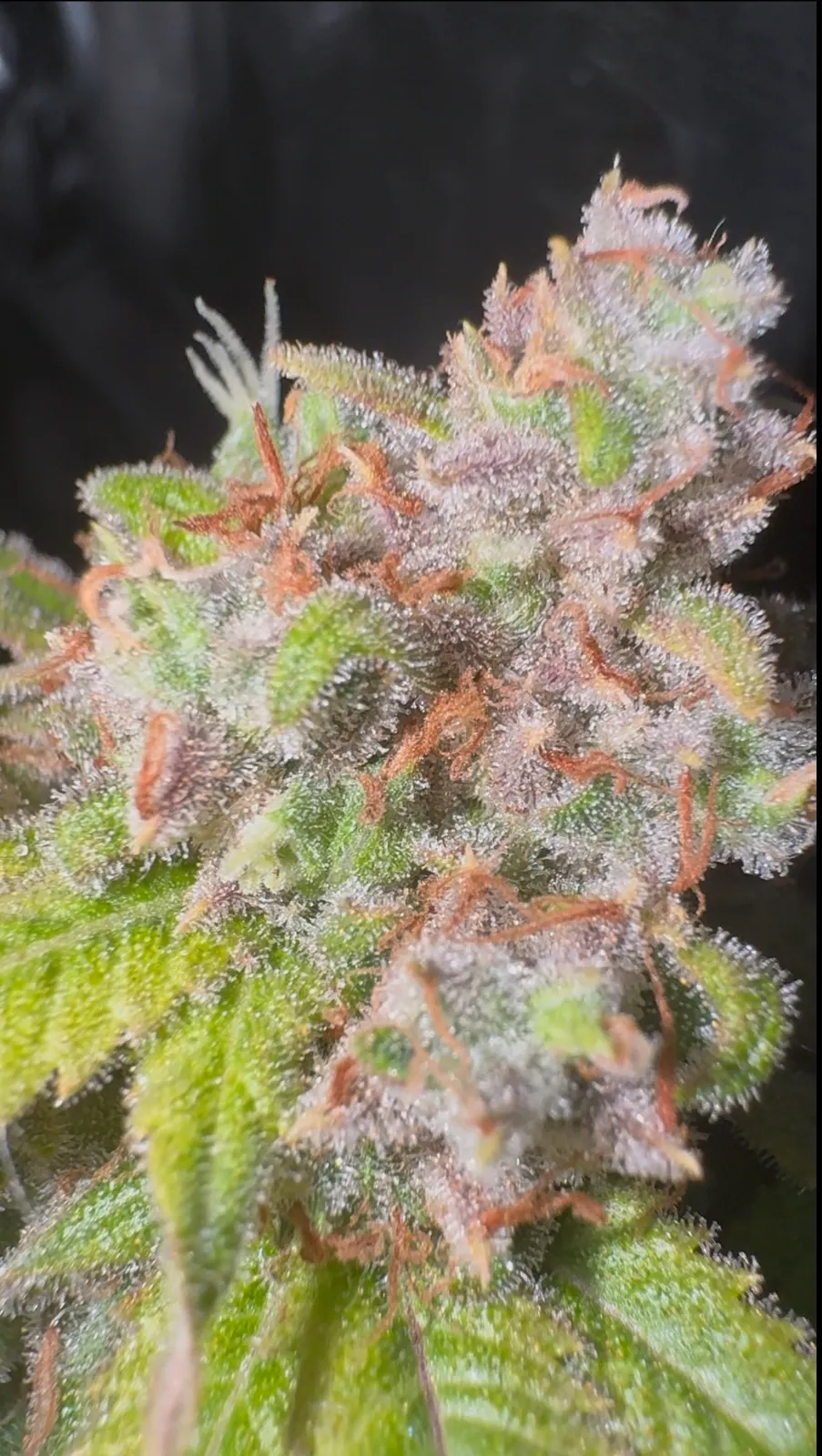 Oreoz Erfahrungsbericht