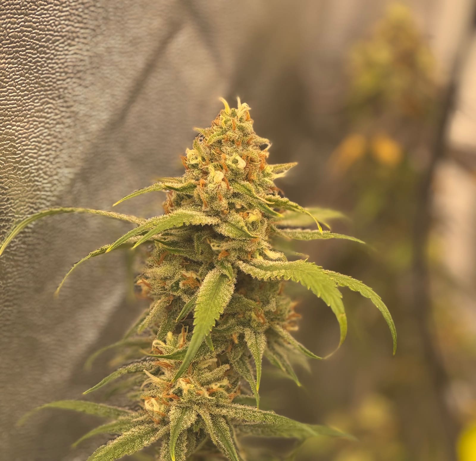 Amnesia Core Cut Erfahrungsbericht